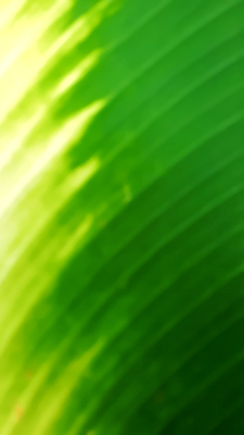 포토 JPG 해외이미지 템플릿 디자인 파도 백그라운드 잎 패턴 곡선 일러스트 자연 벽지 추상 미래 창조 미술 경사 사람없음 가로 초록색 빛 컬러풀 햇빛 우주 맑음 수중 공백 흐름 흰색 매끈함 소프트포커스 질감 보케 심플 부드러움 비네팅 깊이 블러 터키석 카피스페이스 해외일러스트 식물 선 바다 컬러 컨셉 무늬 날씨 문화예술 촬영기법 태양 감각 보석 생태계 파일형식 이미지허브