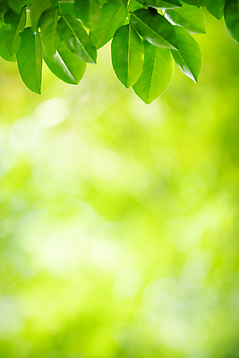 포토 JPG 해외이미지 나무 식물 계절 백그라운드 컨셉 잎 패턴 자연 벽지 추상 잔디 사람없음 초록색 빛 컬러풀 햇빛 태양 우주 환경 정원 맑음 봄 성장 신선 숲 질감 보케 부드러움 내추럴 블러 생태학 지구의날 카피스페이스 그리너리 효과 해외포토 자연요소 교육 기념일 컬러 무늬 날씨 공백 감각 생태계 파일형식 트랜드컬러 이미지허브