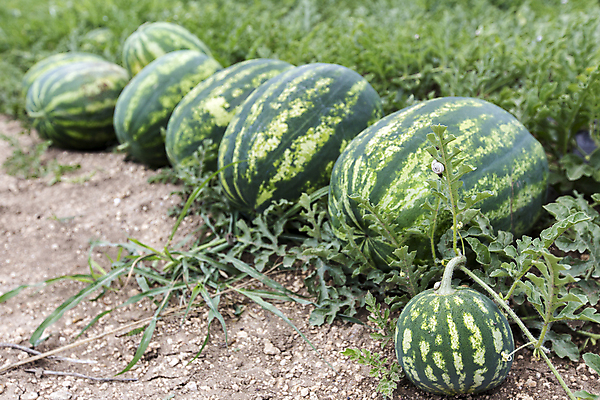 포토 JPG 해외이미지 식물 음식 밭 농업 채소 과일 자연 수박 건강 관리 사람없음 야외 초록색 여름 농작물 농장 정원 수확 성장 농촌 시골 신선 달콤 농부 덩굴 땅 수집 먹기 상쾌 유기농 원예 장면 시민 숙성 원예사 세련 해외포토 직업 웰빙 계절 감정 산업 컬러 모션 취미 맛 생태계 국민 파일형식 이미지허브
