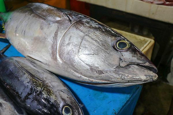 포토 JPG 해외이미지 전통 산업 아시아 음식 바다 여행 건강 육류 사람없음 신선 잡기 맛 지중해 참치 해산물 날것 인도네시아 낚시꾼 문어 어장 건강식 단백질 생식 수경재배 해외포토 나라 컨셉 식재료 모션 연체동물 어류 수중동물 영양소 파일형식 이미지허브