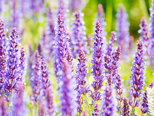 포토 JPG 해외이미지 백그라운드 자연 사람없음 보라색 봄 풀잎 화려 세이지꽃 해외포토 계절 꽃 컬러 컨셉 잎 풀_식물 생태계 파일형식 이미지허브
