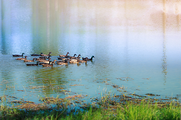 포토 JPG 해외이미지 동물 공원 남자 야생동물 오렌지 자연 조류 표면 사람없음 야외 초록색 물 파란색 반려동물 강 컬러풀 반사 갈색 노란색 수영 흰색 연못 깃털 부리 물새 청둥오리 내추럴 해외포토 자연요소 공공시설 컬러 과일 오리 사람 수상스포츠 생태계 파일형식 이미지허브