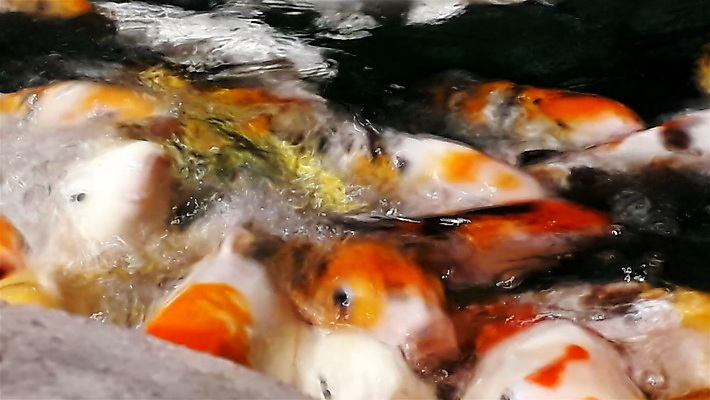 포토 JPG 해외이미지 아시아 별 호수 음식 오렌지 모션 낚시 조명 새로움 어류 동양인 사람없음 빨간색 반려동물 컬러풀 수영 연못 오픈 황금 가루 수집 배고픔 생물학 금붕어 각도 지느러미 느림 제비 잉어 수유 저지 많음 해외포토 자연요소 동물 교육 나라 컬러 컨셉 과일 조류 레저 인종 수중동물 수상스포츠 파일형식 이미지허브