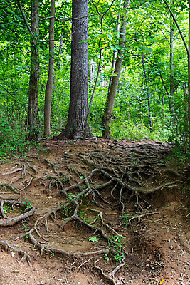 포토 JPG 해외이미지 나무 식물 계절 공원 길 여행 백그라운드 잎 패턴 자연 풍경 사람없음 야외 목재 여름 빛 태양 환경 봄 자유 고독 저녁 숲 신비 명상 질감 뿌리 개성 내추럴 땅바닥 삼림지대 옛날 몽환 해외포토 자연요소 공공시설 감정 컨셉 무늬 재료 바닥 야간 생태계 파일형식 이미지허브