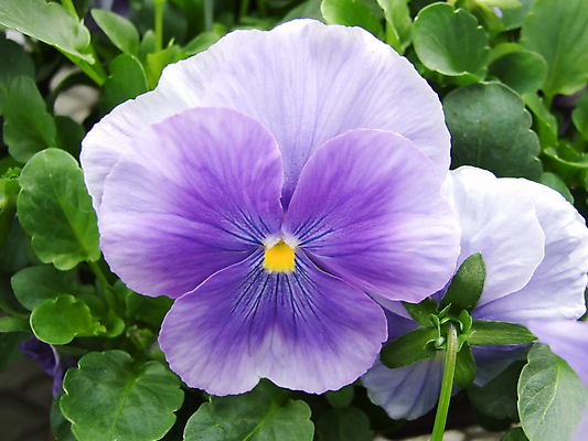 포토 JPG 해외이미지 식물 꽃잎 꽃 분홍색 꽃다발 백그라운드 잎 꽃무늬 자연 사랑 사람없음 초록색 파란색 세트 컬러풀 노란색 정원 맑음 보라색 봄 벚꽃 흰색 신선 개화 우아함 제비꽃 원예 내추럴 강렬 비올라 삼색 생태학 해외포토 계절 교육 감정 컬러 컨셉 무늬 날씨 취미 생태계 파일형식 찰현악기 이미지허브