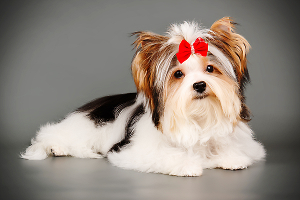 포토 JPG 해외이미지 나무 동물 1 행복 새끼 백그라운드 크리스마스 공 휴가 새로움 털 사람없음 장식 빨간색 반려동물 산타클로스 귀여움 검은색 거울 흰색 개 달콤 강아지 작음 샴페인 요크셔테리어 테리어 연도 활 솜털 송곳니 기르기 비버 삼색 해외포토 식물 기념일 감정 컬러 컨셉 포유류 주류 맛 치아 크기 돌봄 파일형식 이미지허브