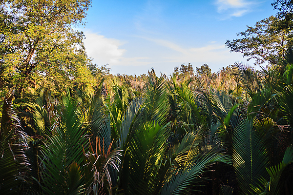 포토 JPG 해외이미지 나무 식물 줄기 백그라운드 잎 과일 태국 자연 손바닥 사람없음 초록색 강 글로벌 갈색 신선 개울 보호 습지 숲 다발 보따리 수로 운하 배수구 해외포토 손 아시아 컬러 컨셉 생태계 파일형식 이미지허브