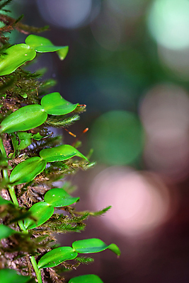 포토 JPG 해외이미지 모양 나무 식물 공원 백그라운드 자연 새로움 건강 종류 사람없음 야외 초록색 빛 컬러풀 환경 정원 성장 얽힘 숲 작음 열대우림 묘사 질감 오르기 서식지 내추럴 양치류 처음 흥미 해외포토 공공시설 컬러 컨셉 모션 크기 생태계 파일형식 이미지허브