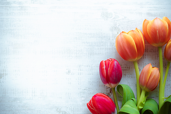 포토 JPG 해외이미지 꽃잎 꽃 백그라운드 잎 사람없음 정원 튤립 해외포토 식물 파일형식 이미지허브