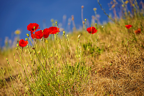 포토 JPG 해외이미지 식물 계절 꽃잎 꽃 백그라운드 잎 꽃무늬 밭 자연 벽지 하늘 프레임 사람없음 야외 빨간색 초록색 여름 파란색 컬러풀 햇빛 갈색 맑음 봄 벚꽃 시골 허브 양귀비 진홍색 내추럴 해외포토 컬러 무늬 농업 날씨 태양 생태계 파일형식 이미지허브