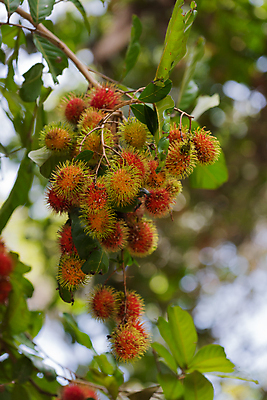 포토 JPG 해외이미지 나무 식물 계절 아시아 음식 백그라운드 잎 농업 과일 재료 태국 자연 디저트 건강 동양인 사람없음 빨간색 초록색 수확 신선 달콤 맛 과수원 먹기 상쾌 유기농 날것 개미 내추럴 숙성 이국적 해외포토 웰빙 감정 나라 산업 컬러 곤충 컨셉 모션 인종 생태계 파일형식 이미지허브