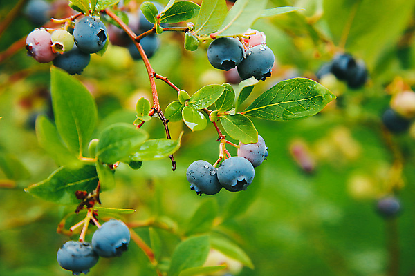 포토 JPG 해외이미지 라이프스타일 열매 음식 백그라운드 농업 다이어트 디저트 건강 사람없음 초록색 파란색 농작물 정원 검은색 수확 흰색 나뭇가지 신선 그룹 달콤 맛 큼 질감 블루베리 흙더미 제비 내추럴 밭일 숙성 채식주의자 해외포토 나무 식물 산업 컬러 컨셉 과일 조류 생활 흙 크기 채식 파일형식 더미 이미지허브