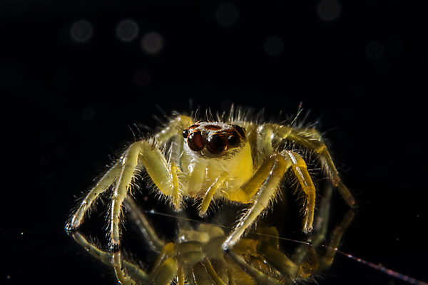 포토 JPG 해외이미지 패턴 자연 사람없음 초록색 검은색 거미 F 해외포토 알파벳 컬러 곤충 무늬 생태계 파일형식 이미지허브