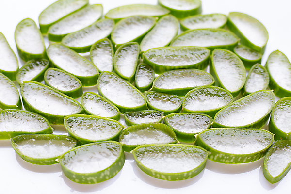 포토 JPG 해외이미지 스튜디오촬영 단면 실내 사람없음 흰배경 알로에 해외포토 식물 백그라운드 내부 흰색 파일형식 이미지허브