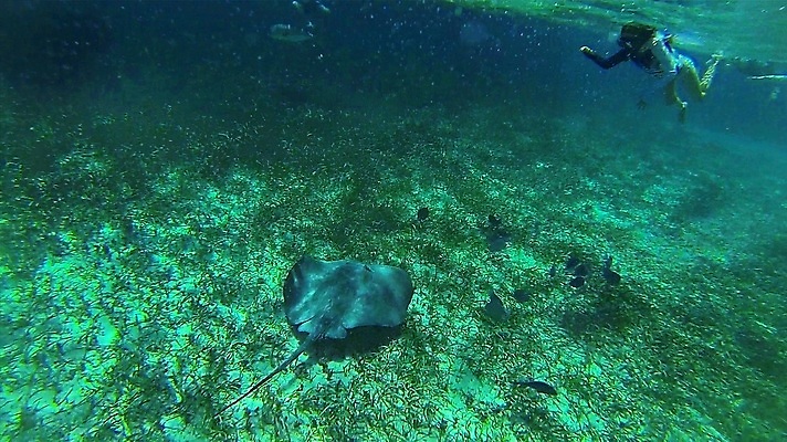 포토 JPG 해외이미지 동물 야생동물 스포츠 바다 여행 백그라운드 자연 어류 사람없음 야외 물 파란색 바닷속 수중 수영 간호사 다이빙 벨리즈 상어 암초 깊이 해외포토 자연요소 컬러 수중동물 의료진 수상스포츠 중앙아메리카 생태계 수중스포츠 파일형식 이미지허브