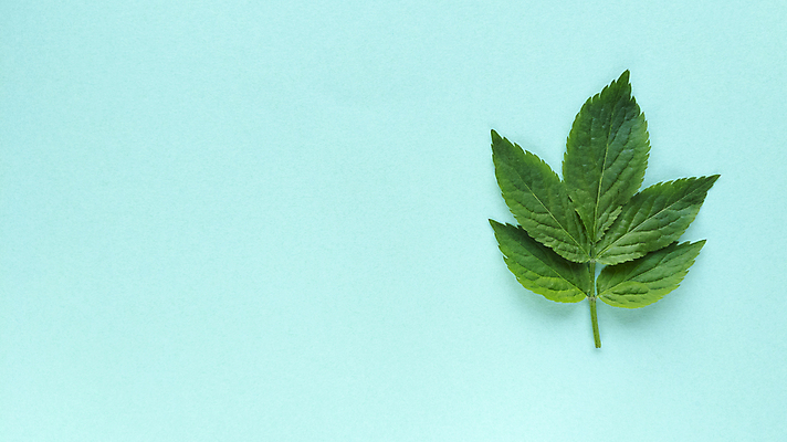 포토 JPG 해외이미지 식물 디자인 종이 백그라운드 컨셉 잎 꽃무늬 텍스트 자연 추상 미술 사람없음 야외 장식 초록색 여름 파란색 컬러풀 유행 우주 정원 봄 화장품 플랫 정상 에코 질감 심플 머리위 위치 내추럴 생태학 터키석 파스텔톤 카피스페이스 미니멀리스트 미니멀 해외포토 계절 교육 꽃 컬러 무늬 문화예술 뷰티 환경 공백 보석 생태계 파일형식 이미지허브