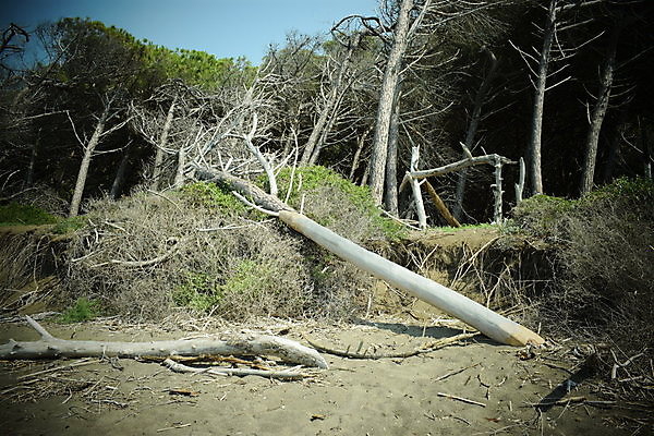 포토 JPG 해외이미지 나무 유럽 바다 자연 휴가 풍경 해변 사람없음 야외 목재 여름 태양 이탈리아 안개 소나무 황무지 분위기 숲 지중해 토스카나 해외포토 자연요소 식물 계절 나라 컨셉 재료 날씨 생태계 파일형식 이미지허브