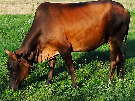 포토 JPG 해외이미지 동물 디자인 여자 얼굴 백그라운드 밭 농업 일러스트 포유류 자연 육류 서기 풍경 사람없음 야외 초록색 여름 농장 농경지 머리 검은색 가축 목장 소고기 우유 흰색 시골 소 군중 방목 만화 먹기 송아지 고립 밭일 해외포토 계절 산업 새끼 컬러 식재료 모션 유제품 사람 신체부위 축산업 생태계 파일형식 이미지허브