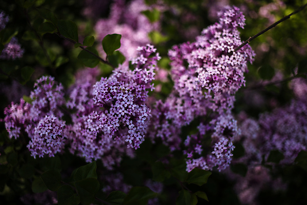 포토 JPG 해외이미지 식물 계절 꽃잎 꽃 분홍색 백그라운드 잎 꽃무늬 자연 사람없음 초록색 정원 보라색 봄 벚꽃 나뭇가지 제비꽃 관목 라일락 내추럴 해외포토 나무 컬러 무늬 생태계 파일형식 이미지허브