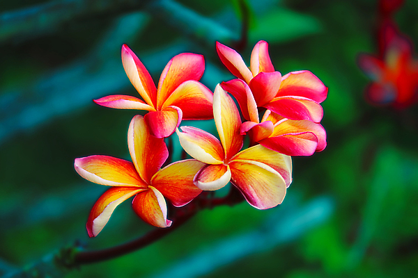 포토 JPG 해외이미지 나무 식물 계절 꽃잎 꽃 분홍색 꽃다발 백그라운드 잎 꽃무늬 자연 휴식 사람없음 초록색 노란색 정원 스파 봄 수확 벚꽃 흰색 나뭇가지 신선 개화 하와이 향기 향 내추럴 엘리먼트 이국적 파라다이스 알로하 현실 해외포토 컬러 컨셉 무늬 농업 미국 인사 생태계 냄새 파일형식 이미지허브