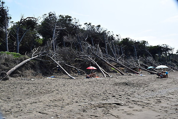 포토 JPG 해외이미지 나무 유럽 바다 자연 휴가 풍경 해변 사람없음 야외 목재 여름 태양 이탈리아 안개 소나무 황무지 분위기 숲 지중해 토스카나 해외포토 자연요소 식물 계절 나라 컨셉 재료 날씨 생태계 파일형식 이미지허브