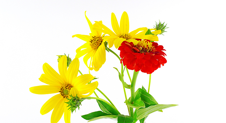 포토 JPG 해외이미지 식물 꽃잎 꽃 줄기 잎 자연 씨앗 사람없음 장식 빨간색 초록색 여름 갈색 노란색 머리 정원 성장 침대 개화 허브 싱글 원예 합성 해외포토 계절 컬러 가구 취미 신체부위 생태계 파일형식 이미지허브