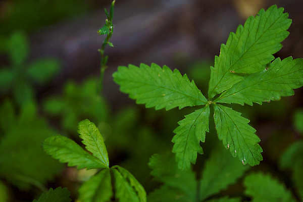 포토 JPG 해외이미지 꽃잎 꽃 꽃다발 잎 자연 흑백 사람없음 장식 가로 컬러풀 노란색 사진촬영 미국 봄 신선 그룹 우아함 작약 정물화 해외포토 식물 계절 컬러 컨셉 북아메리카 촬영기법 촬영 그림 생태계 파일형식 이미지허브