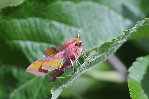 포토 JPG 해외이미지 학생 야생동물 분홍색 잎 오렌지 자연 코끼리 종류 사람없음 초록색 컬러풀 햇빛 태양 노란색 놀람 줄무늬 활발 머스터드 묘사 질감 내추럴 감탄 특별함 팝 해외포토 자연요소 식물 동물 감정 컬러 컨셉 무늬 과일 포유류 표정 소스_음식 생태계 파일형식 이미지허브