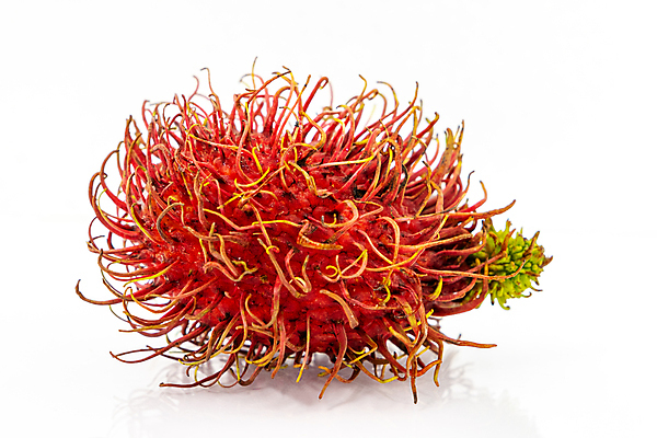 포토 JPG 해외이미지 식물 계절 아시아 음식 백그라운드 잎 농업 다이어트 과일 재료 태국 자연 디저트 건강 씨앗 동양인 사람없음 빨간색 컬러풀 수확 흰색 신선 그룹 시장 닫기 달콤 맛 자르기 피부 상쾌 유기농 질감 내추럴 고립 숙성 이국적 많음 해외포토 웰빙 감정 나라 산업 컬러 컨셉 모션 인종 신체부위 생태계 파일형식 이미지허브