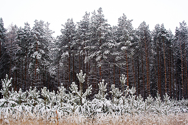 포토 JPG 해외이미지 나무 계절 여행 백그라운드 크리스마스 겨울 자연 하늘 휴가 풍경 사람없음 야외 목재 빛 환경 냉동 얼음 추위 흰색 신선 소나무 숲 서리 장면 북쪽 상록수 침엽수 전나무 내추럴 눈내림 해외포토 자연요소 식물 기념일 컬러 재료 눈_날씨 방향 생태계 파일형식 이미지허브