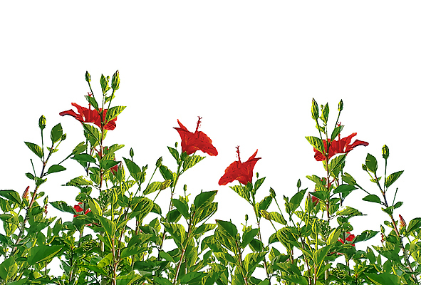 포토 JPG 해외이미지 식물 디자인 꽃잎 꽃 백그라운드 잎 꽃무늬 자연 사람없음 빨간색 초록색 여름 정원 봄 활발 벚꽃 개화 자르기 흰배경 내추럴 고립 이국적 히비스커스 해외포토 계절 컬러 컨셉 무늬 모션 흰색 생태계 파일형식 이미지허브