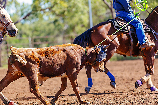 포토 JPG 해외이미지 동물 남자 밧줄 스포츠 포즈 모션 이벤트 사람없음 달리기 가축 경쟁 경기장 목장 운전 잡기 거친 소 승마 카우보이 호주 승차 위험 속도 황소 먼지 목 로데오 송아지 라이더 서쪽 해외포토 줄 새끼 컨셉 포유류 스포츠시설 사람 신체부위 오세아니아 방향 파일형식 이미지허브