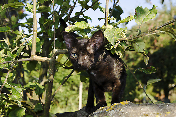 포토 JPG 해외이미지 동물 1 응시 공원 남자 얼굴 백그라운드 장난 포유류 자연 놀이 수염 건강 사람없음 야외 초록색 반려동물 귀여움 검은색 고양이 놀람 아기 입 작음 호기심 귀 내추럴 무료 혼란 혼자 해외포토 시선 공공시설 감정 컬러 컨셉 표정 사람 신체부위 크기 생태계 파일형식 이미지허브