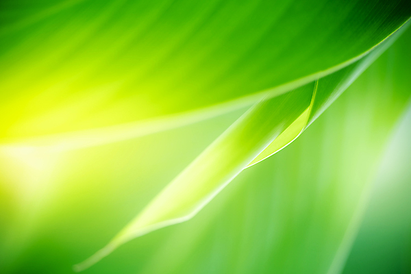 포토 JPG 해외이미지 나무 식물 계절 백그라운드 컨셉 잎 패턴 자연 벽지 추상 잔디 사람없음 초록색 빛 컬러풀 햇빛 태양 우주 환경 정원 맑음 봄 성장 신선 숲 질감 보케 부드러움 내추럴 블러 생태학 지구의날 카피스페이스 그리너리 효과 해외포토 자연요소 교육 기념일 컬러 무늬 날씨 공백 감각 생태계 파일형식 트랜드컬러 이미지허브