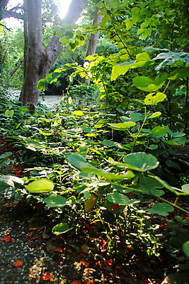 포토 JPG 해외이미지 나무 식물 계절 공원 아시아 여행 백그라운드 잎 겨울 자연 하늘 그림자 풍경 사람없음 야외 목재 초록색 여름 빛 햇빛 태양 노란색 일출 환경 맑음 얼음 일몰 봄 추위 덮개 가을 나뭇가지 떨어짐 숲 열대우림 서리 내추럴 해외포토 자연요소 공공시설 나라 컬러 컨셉 재료 날씨 노을 뚜껑 생태계 파일형식 이미지허브
