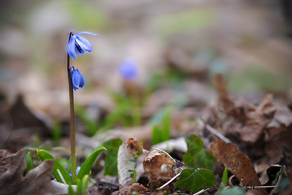 포토 JPG 해외이미지 식물 계절 꽃잎 꽃 백그라운드 잎 꽃무늬 자연 사람없음 야외 초록색 여름 파란색 컬러풀 정원 봄 성장 벚꽃 흰색 신선 숲 작음 내추럴 해외포토 컬러 무늬 크기 생태계 파일형식 이미지허브