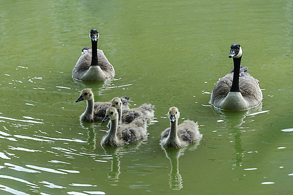 포토 JPG 해외이미지 동물 공원 호수 야생동물 백그라운드 2 가족 자연 조류 오리 병아리 성인 사람없음 야외 초록색 물 여름 강 갈색 수영 봄 아기 연못 4 그룹 작음 깃털 부리 솜털 청둥오리 내추럴 해외포토 자연요소 계절 공공시설 컬러 관계 사람 숫자 수상스포츠 크기 생태계 파일형식 이미지허브