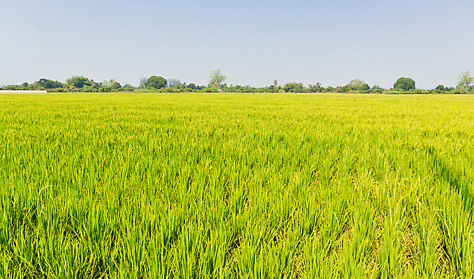포토 JPG 해외이미지 밭 농업 하늘 풍경 사람없음 초록색 파란색 농장 전선 시골 농부 지역 해외포토 직업 산업 컬러 파일형식 이미지허브