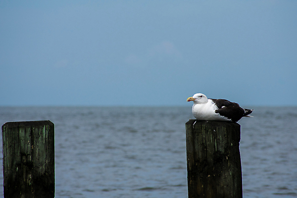 포토 JPG 해외이미지 전신 동물 한마리 디자인 야생동물 선 밧줄 바다 자연 갈매기 조류 하늘 날씨 휴가 사람없음 세로 파란색 컬러풀 반사 우주 항구 고요 공백 기둥 만 방파제 A 봉 대서양 동물상 착륙 카피스페이스 해외포토 1 알파벳 공공시설 건축 줄 컬러 교통시설 조형물 생태계 파일형식 이미지허브