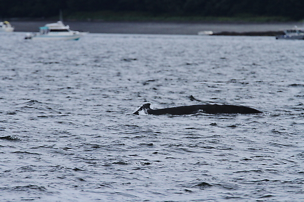 포토 JPG 해외이미지 음식 산 실내 사람없음 야외 물 만 보트 먹기 고래 통로 다이빙 꼬리 지느러미 태평양 상어 알래스카 북극해 청어 해외포토 자연요소 바다 배_교통 포유류 모션 어류 내부 수영 미국 수중동물 수중스포츠 파일형식 이미지허브