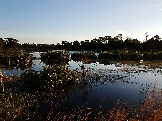 포토 JPG 해외이미지 나무 식물 동물 호수 야생동물 자연 조류 하늘 잔디 사람없음 야외 물 연못 습지 플로리다 해외포토 자연요소 미국 생태계 파일형식 이미지허브