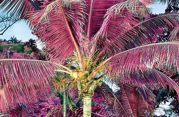 포토 JPG 해외이미지 분홍색 사람없음 야외 야자수 세이셸 야자수잎 해외포토 나무 컬러 잎 아프리카 파일형식 이미지허브