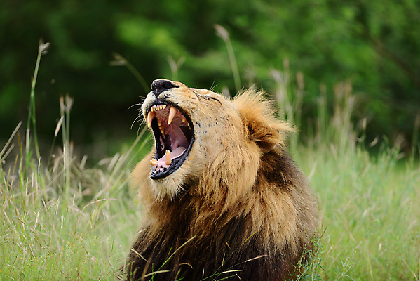 포토 JPG 해외이미지 동물 응시 남자 야생동물 포유류 아프리카 자연 아침 털 사람없음 야외 빛 고양이 사막 황무지 위험 사자 큼 사파리 육식동물 갈기 사냥꾼 사자자리 표범 남쪽 내추럴 남아프리카 동물상 칼라하리 힘찬 해외포토 주간 직업 시선 나라 컨셉 사람 반려동물 조형물 별자리 크기 방향 생태계 파일형식 이미지허브