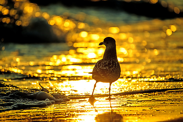 포토 JPG 해외이미지 동물 야생동물 모래 바다 백그라운드 조류 아침 사람없음 물 빛 태양 일출 맑음 서핑 황금 방파제 동물상 발트해 해외포토 주간 자연요소 공공시설 날씨 북유럽 조형물 노을 수상스포츠 파일형식 이미지허브