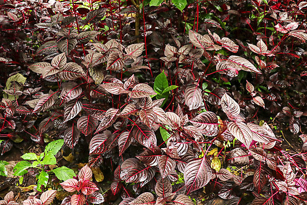 포토 JPG 해외이미지 식물 공원 꽃 분홍색 백그라운드 잎 꽃무늬 농업 자연 비프스테이크 사람없음 야외 장식 빨간색 초록색 컬러풀 환경 정원 보라색 봄 성장 벚꽃 나뭇가지 신선 개화 허브 유기농 원예 질감 내추럴 해외포토 나무 웰빙 계절 공공시설 산업 컬러 무늬 스테이크 취미 소고기 생태계 파일형식 이미지허브