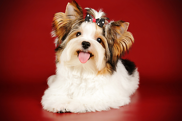 포토 JPG 해외이미지 동물 1 행복 새끼 백그라운드 새로움 털 사람없음 빨간색 반려동물 귀여움 검은색 거울 흰색 개 달콤 강아지 작음 요크셔테리어 테리어 활 솜털 송곳니 기르기 비버 삼색 해외포토 감정 컬러 컨셉 포유류 맛 치아 크기 돌봄 파일형식 이미지허브