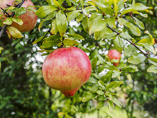 포토 JPG 해외이미지 나뭇잎 사람없음 나뭇가지 석류 석류나무 해외포토 나무 잎 과일 파일형식 이미지허브