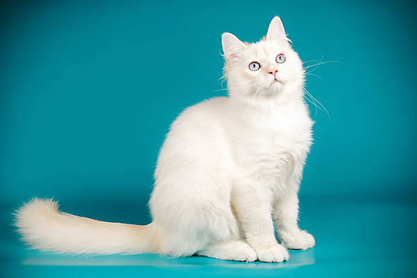 포토 JPG 해외이미지 한마리 사람없음 파란색 반려동물 고양이 네바마스커레이드 해외포토 동물 1 컬러 포유류 파일형식 이미지허브