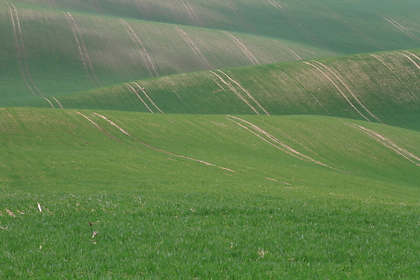 포토 JPG 해외이미지 나무 유럽 야생동물 여행 밭 자연 벽지 휴가 파노라마 그림자 사람 풍경 사람없음 야외 초록색 여름 컬러풀 태양 와인 맑음 놀람 봄 산책로 언덕 만족 그림 지역 체코 남쪽 공화국 토스카나 모라비아 해외포토 자연요소 식물 동물 계절 감정 나라 길 컬러 농업 날씨 주류 촬영기법 표정 이탈리아 방향 생태계 파일형식 이미지허브