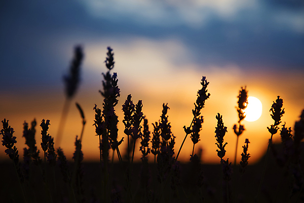 포토 JPG 해외이미지 식물 꽃 실루엣 백그라운드 패턴 농업 오렌지 자연 씨앗 사람없음 야외 가로 파란색 컬러풀 농장 환경 보라색 일몰 프랑스 성장 농촌 신선 큼 향수 원예 향기 일렬 질서 아로마테라피 세련 해외포토 유럽 산업 컬러 무늬 과일 촬영기법 취미 노을 화장품 시골 예절 크기 생태계 냄새 테라피 파일형식 이미지허브